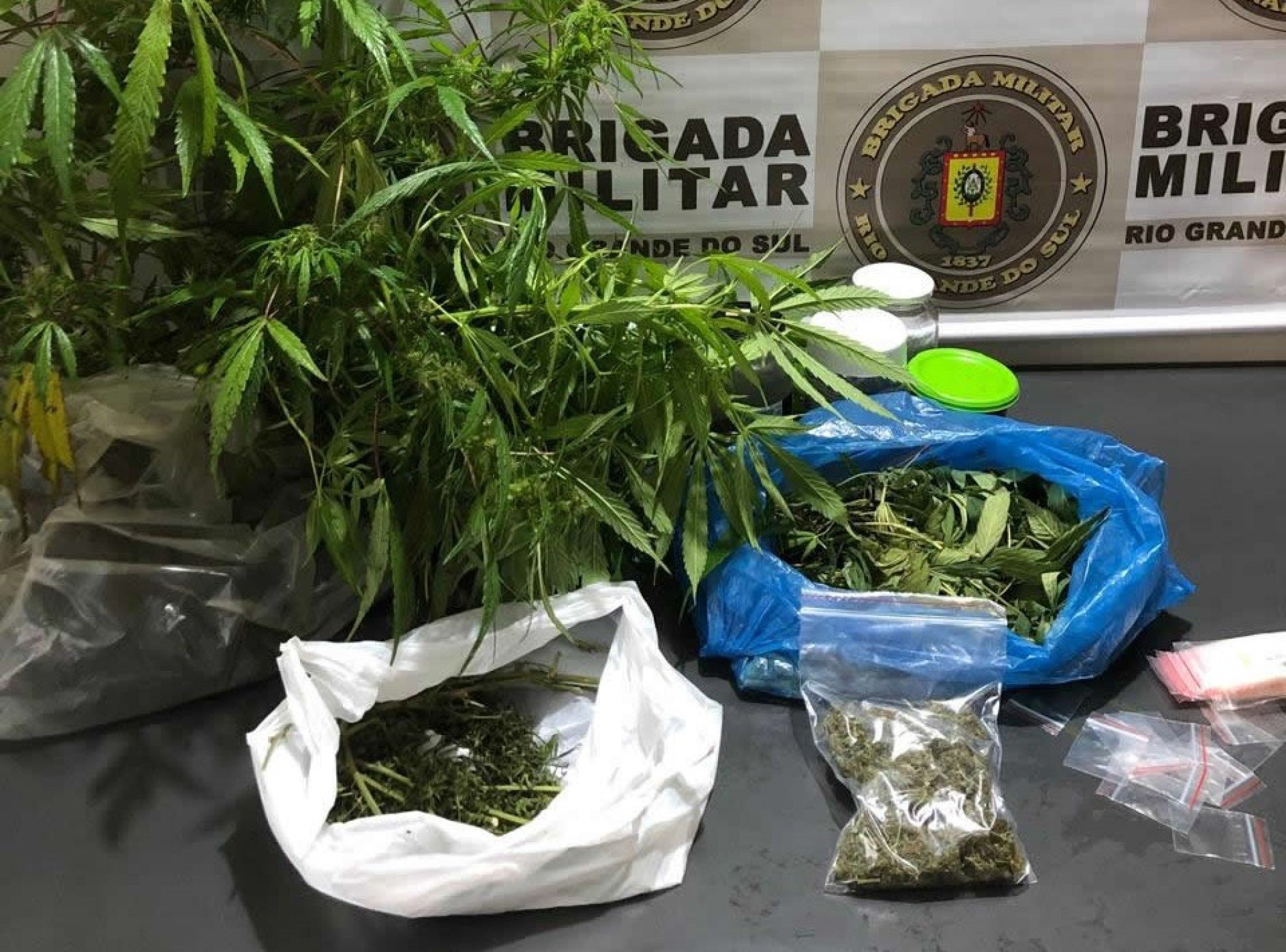 Pés de maconha são encontrados em pátio aberto e ocorrência termina com prisão; entenda