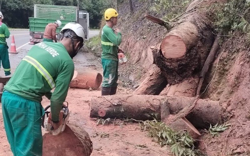 Corte de árvore que causou morte de advogado na Estrada do Horto continua neste sábado (21) em Sapucaia do Sul