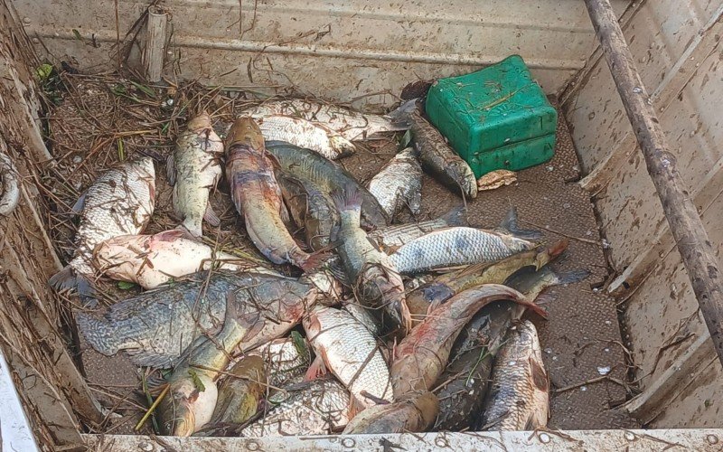 Barcos retornaram cheios de peixes, na manhã deste sábado (21), na Praia do Paquetá, em Canoas