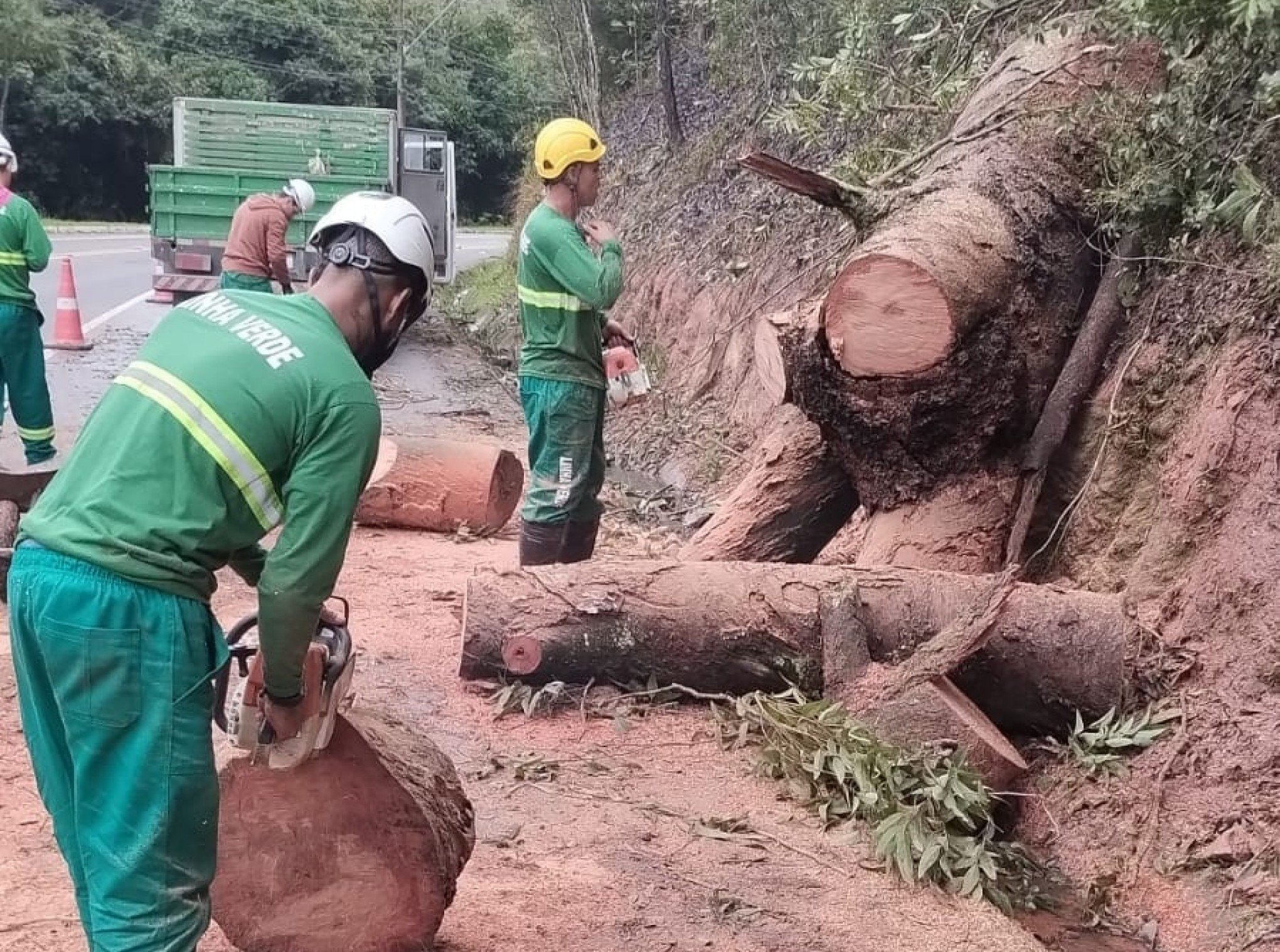 Corte de árvore que causou morte de advogado na Estrada do Horto continua neste sábado