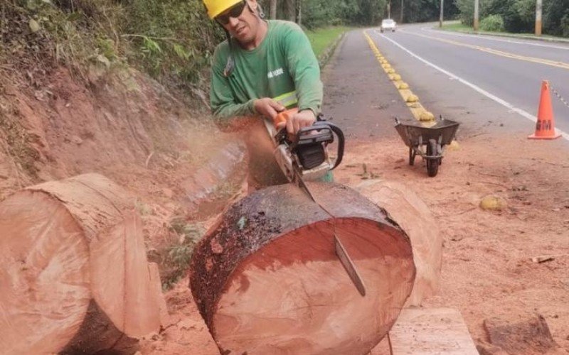 Início de corte de árvores que geram risco na Estrada do Horto não tem mais data; entenda