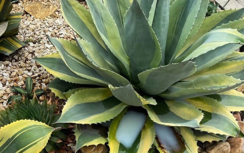 Agave | abc+