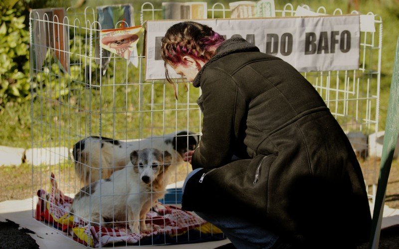 Centenas de animais aguardam adoção responsável em Canoas