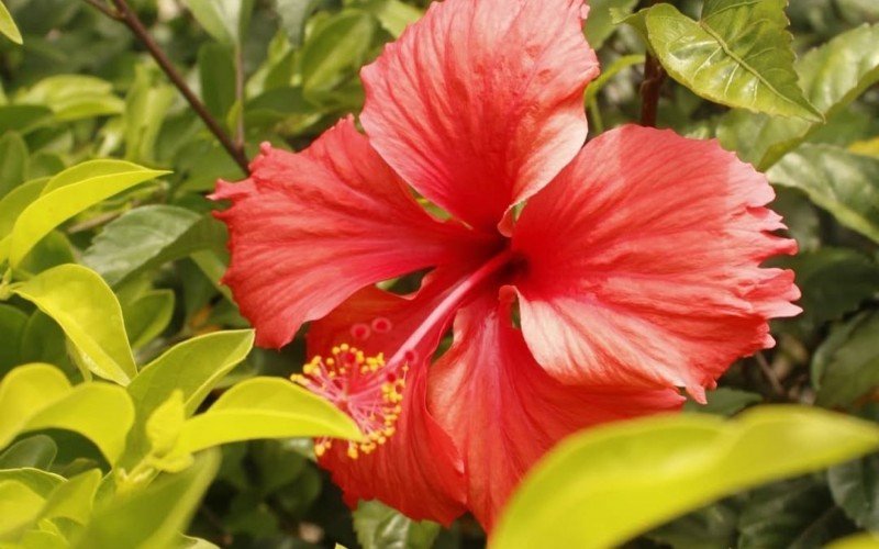 Hibisco | abc+