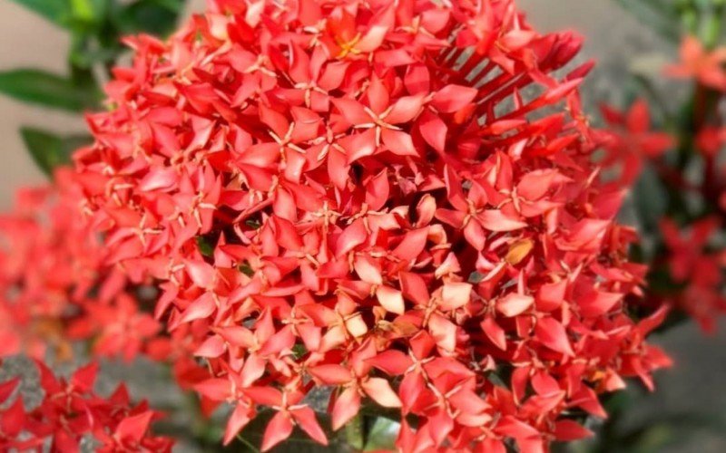 Ixora | abc+