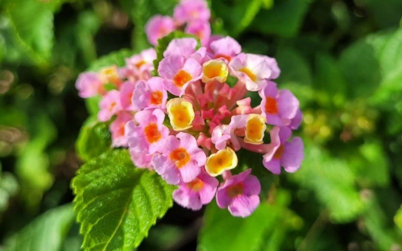 Lantana | abc+