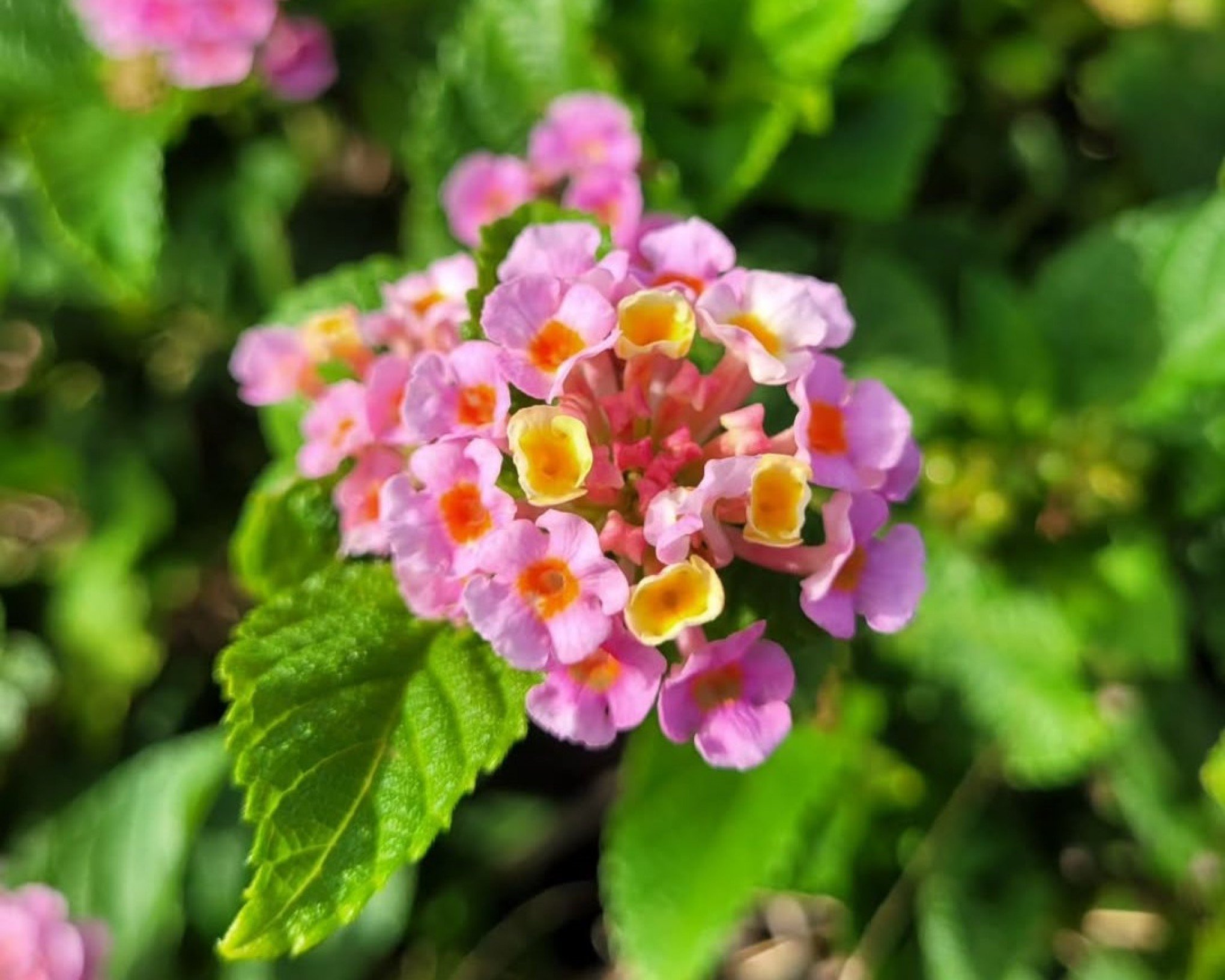 7 plantas de jardim que gostam de sol: cor e vida para áreas externas