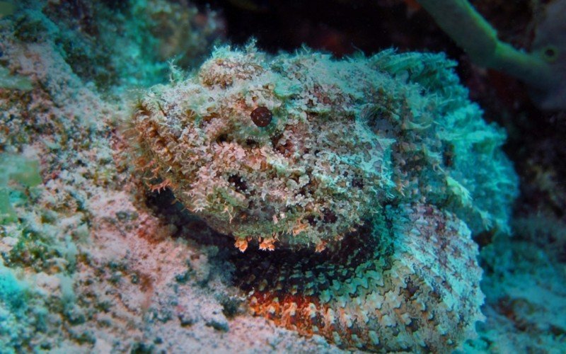 Peixe-escorpião (Scorpaena plumieri) é repleto de espinhos venenosos | abc+