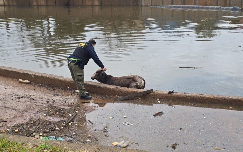 Animal foi retirado da água por agentes do Grupamento de Defesa Ambiental (GDA) Ipson Pavani, da Guarda Civil Municipal
