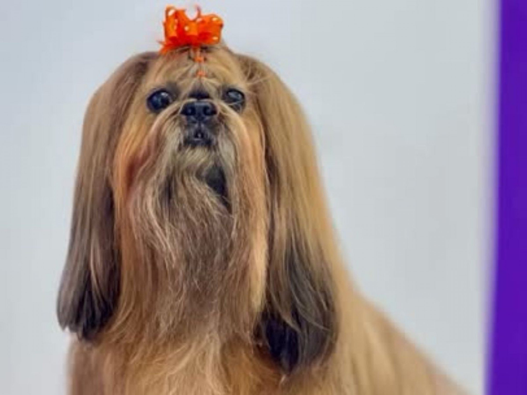 Cadela modelo em feiras pet desaparece de hotel para cachorros no RS