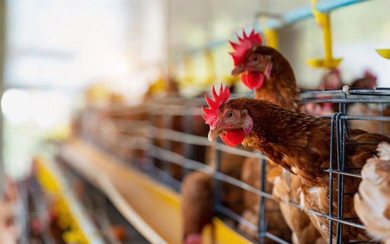 China retira proibição de importação sobre frango brasileiro após gripe aviária | abc+