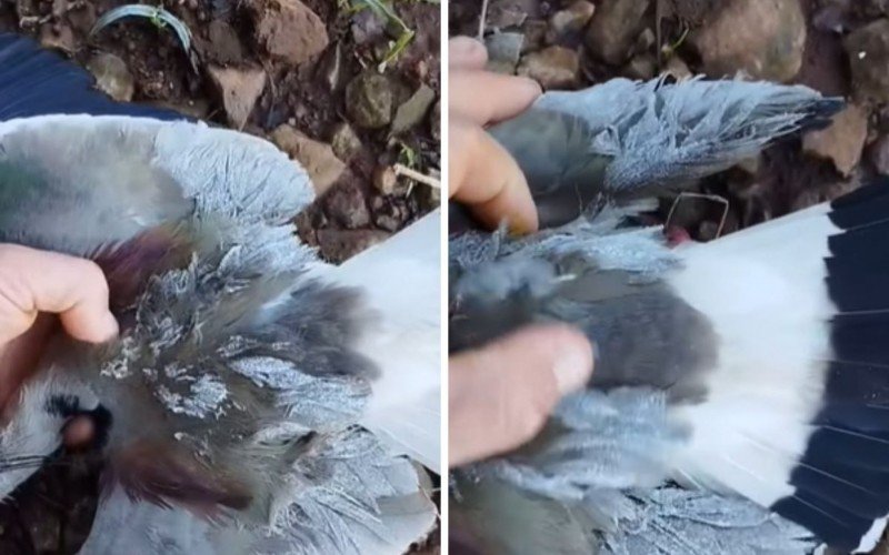Quero-quero foi encontrado com asas congeladas durante pico da onda de frio no Estado | abc+