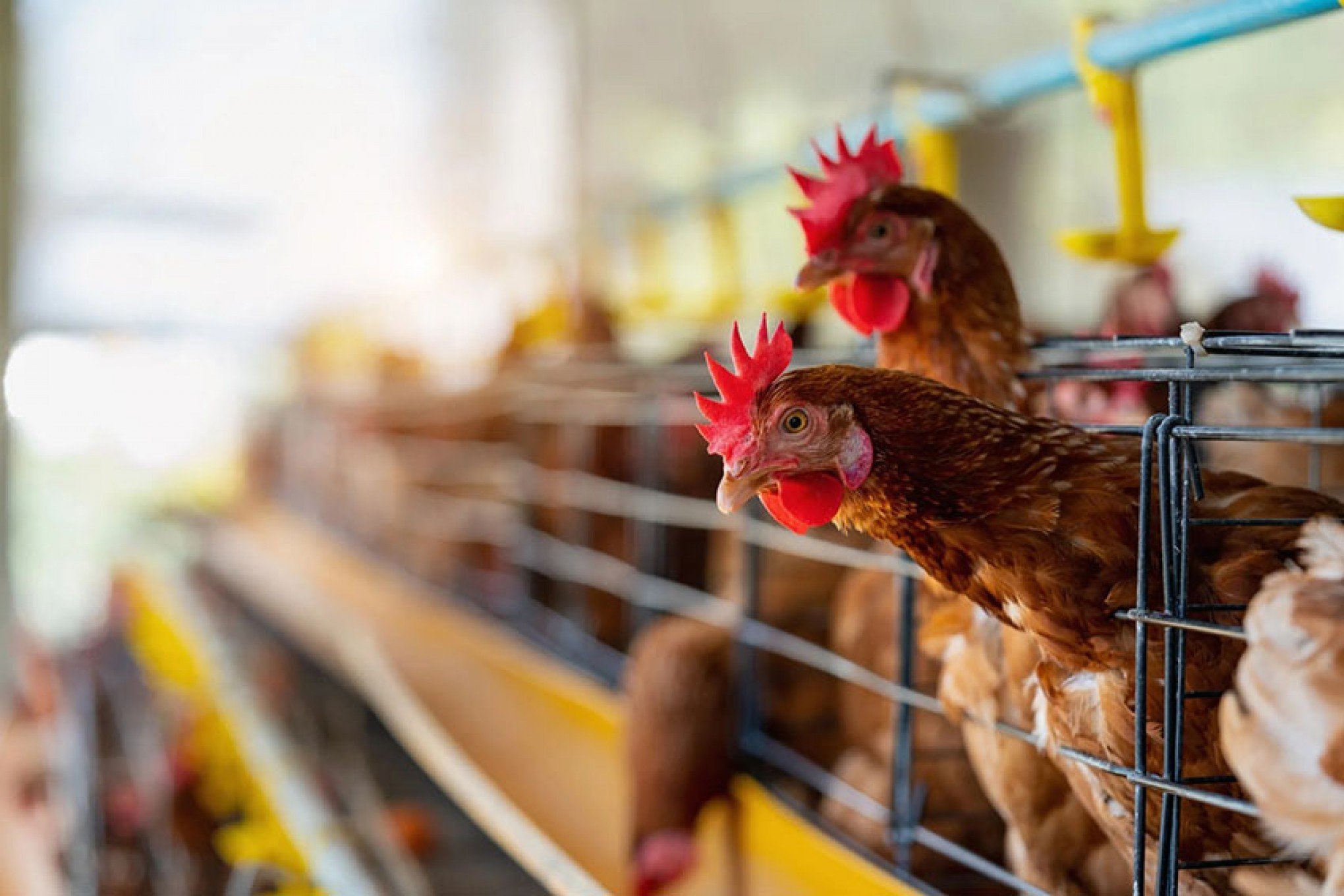 China retira proibição de importação sobre frango brasileiro após gripe aviária