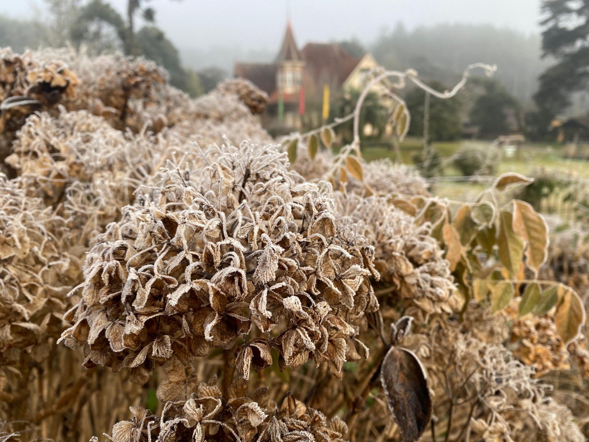 VÍDEO: Com mínima de -3°C, Canela registra forte geada nesta quarta-feira