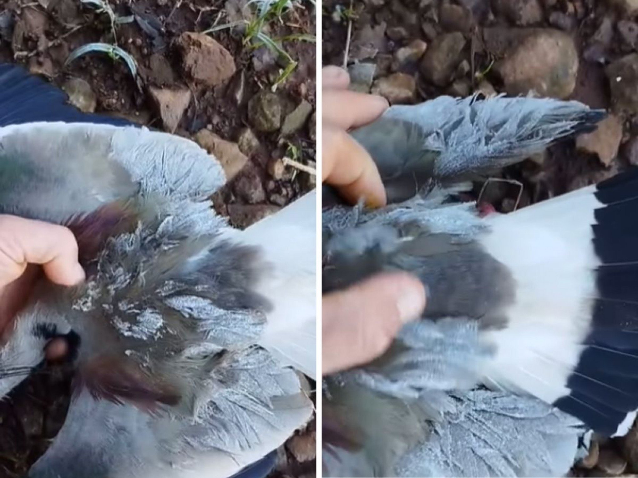 VÍDEO: "Já vi geada, mas de congelar quero-quero, nunca", diz homem ao encontrar animal no interior do RS durante pico de onda de frio