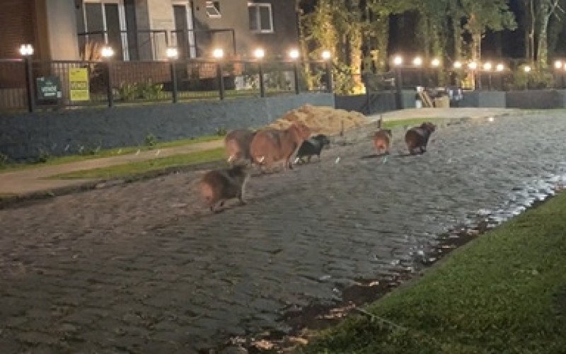 Capivaras foram flagradas durante noite gelada em Canela