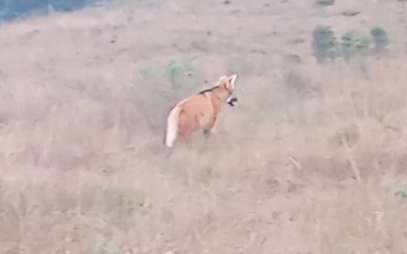 Lobo-guará é visto em Cambará do Sul | abc+