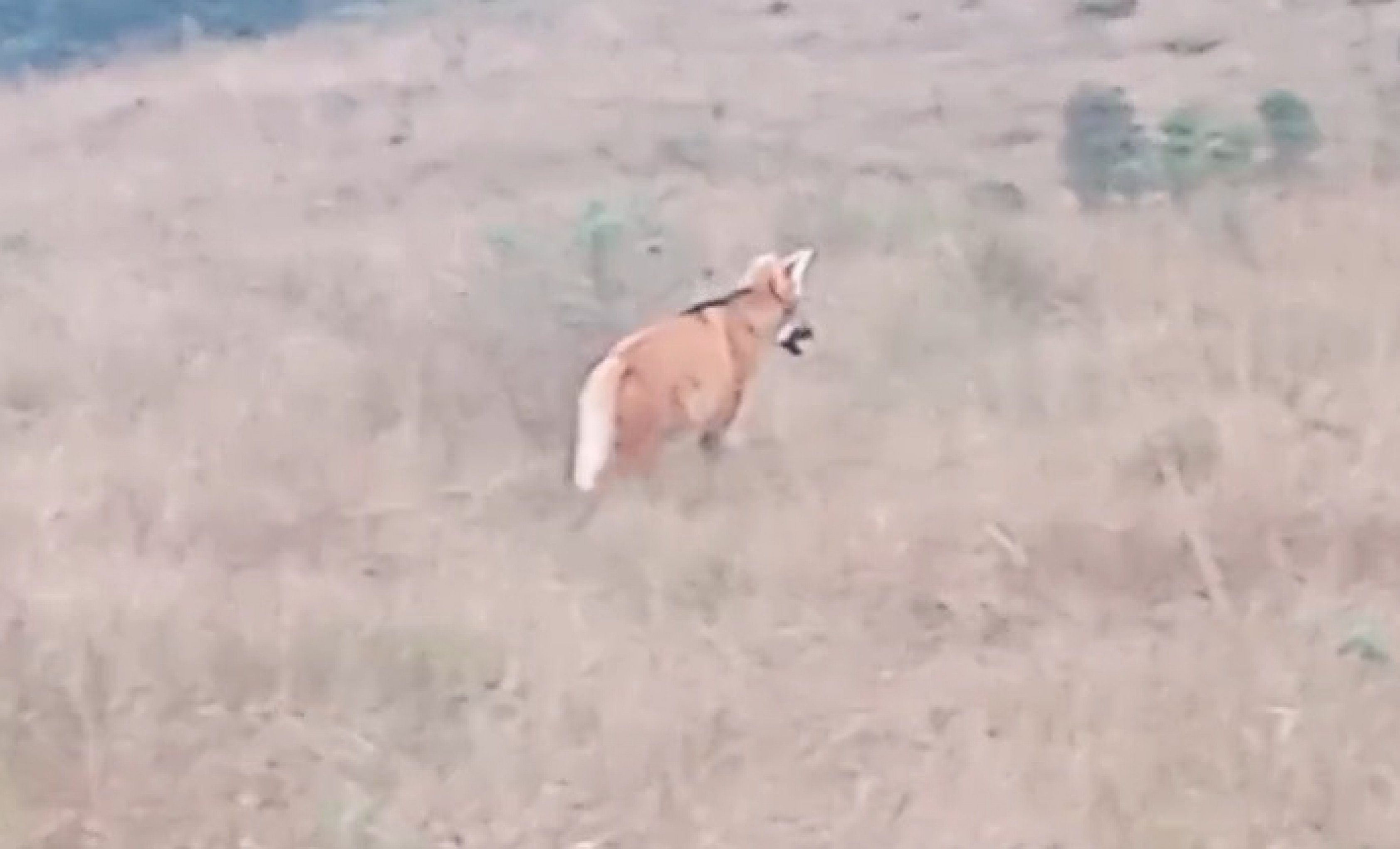 VÍDEO: Surpresa de lobo-guará é comemorada em Cambará do Sul
