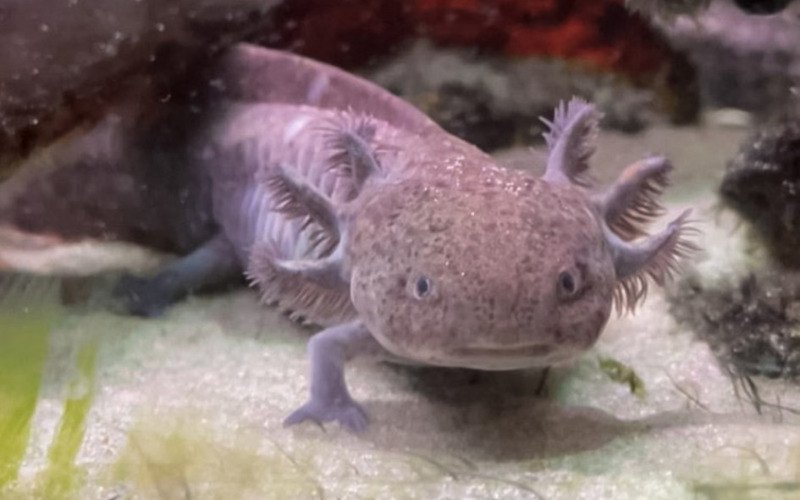 Ao todo, 74 axolotes (Ambystoma mexicanum) foram encontrados em quatro aquários no restaurante | abc+