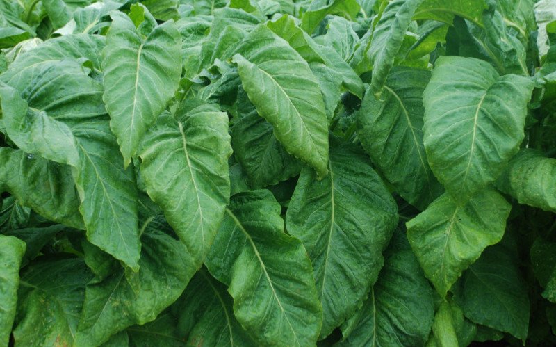 Tabaco é o produto que o Rio Grande do Sul mais exporta para os Estados Unidos | abc+