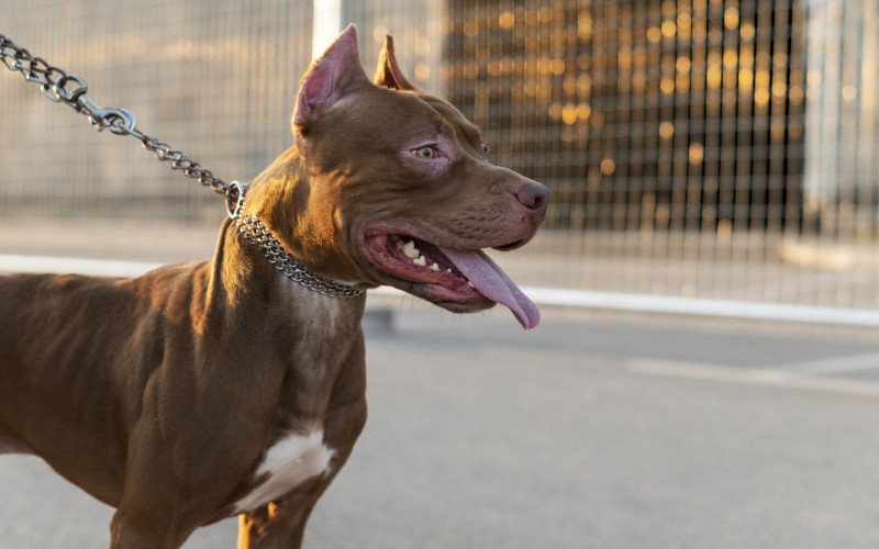 Pitbull | abc+