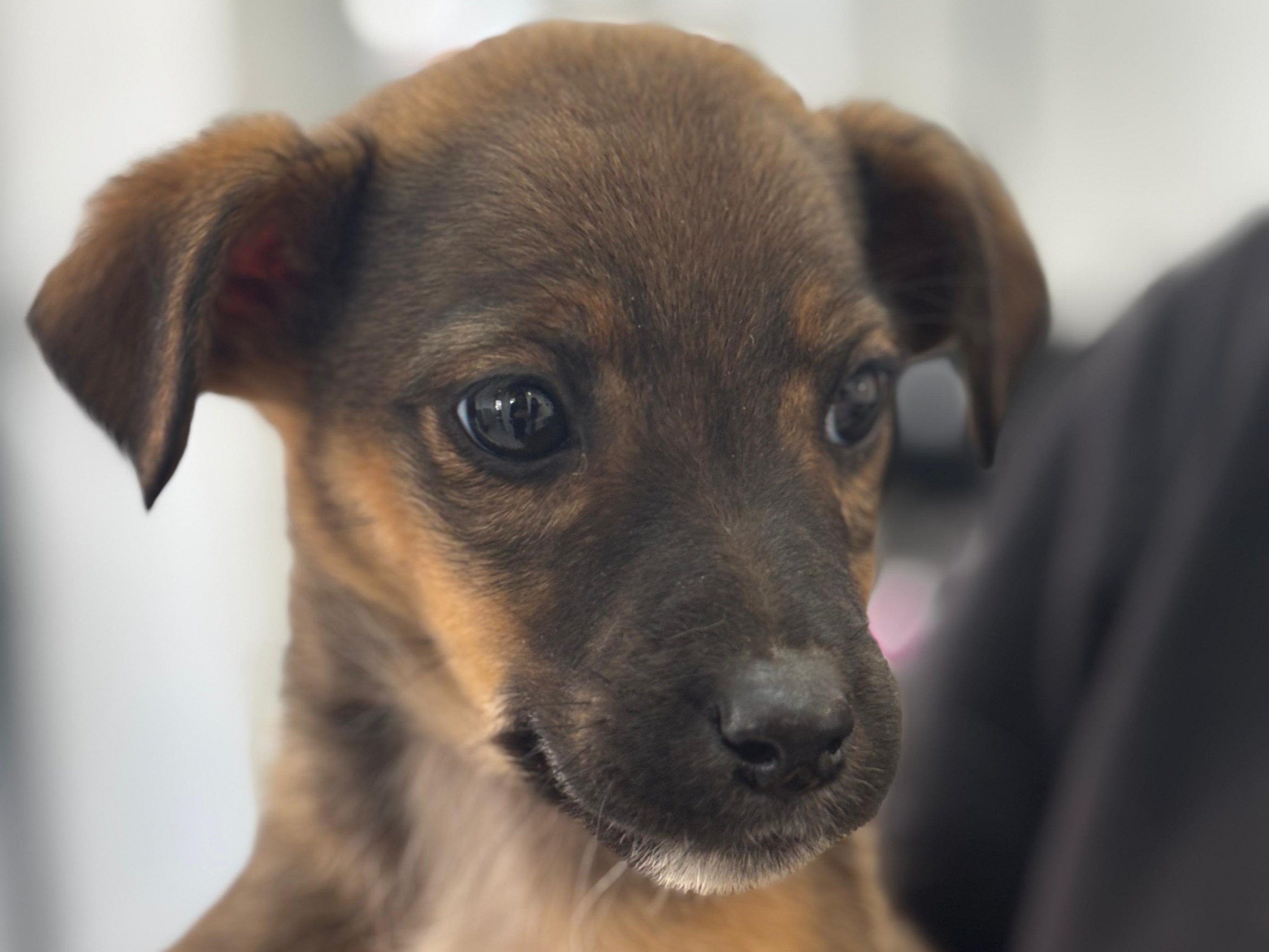 ArraiAu da Sempa terá espaço de adoção de animais do Canil Municipal