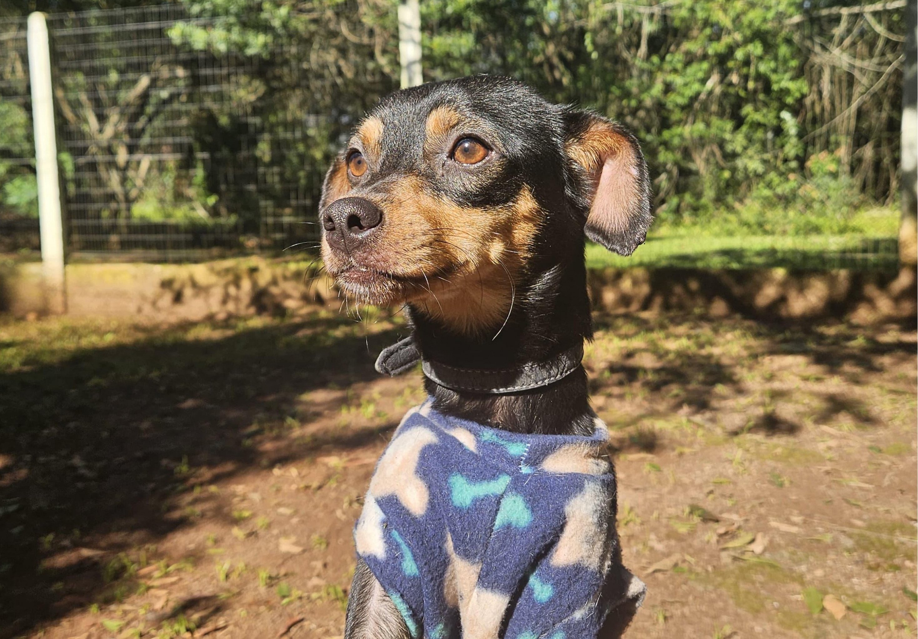 Sempa promove festa julina em prol dos animais neste sábado em São Leopoldo