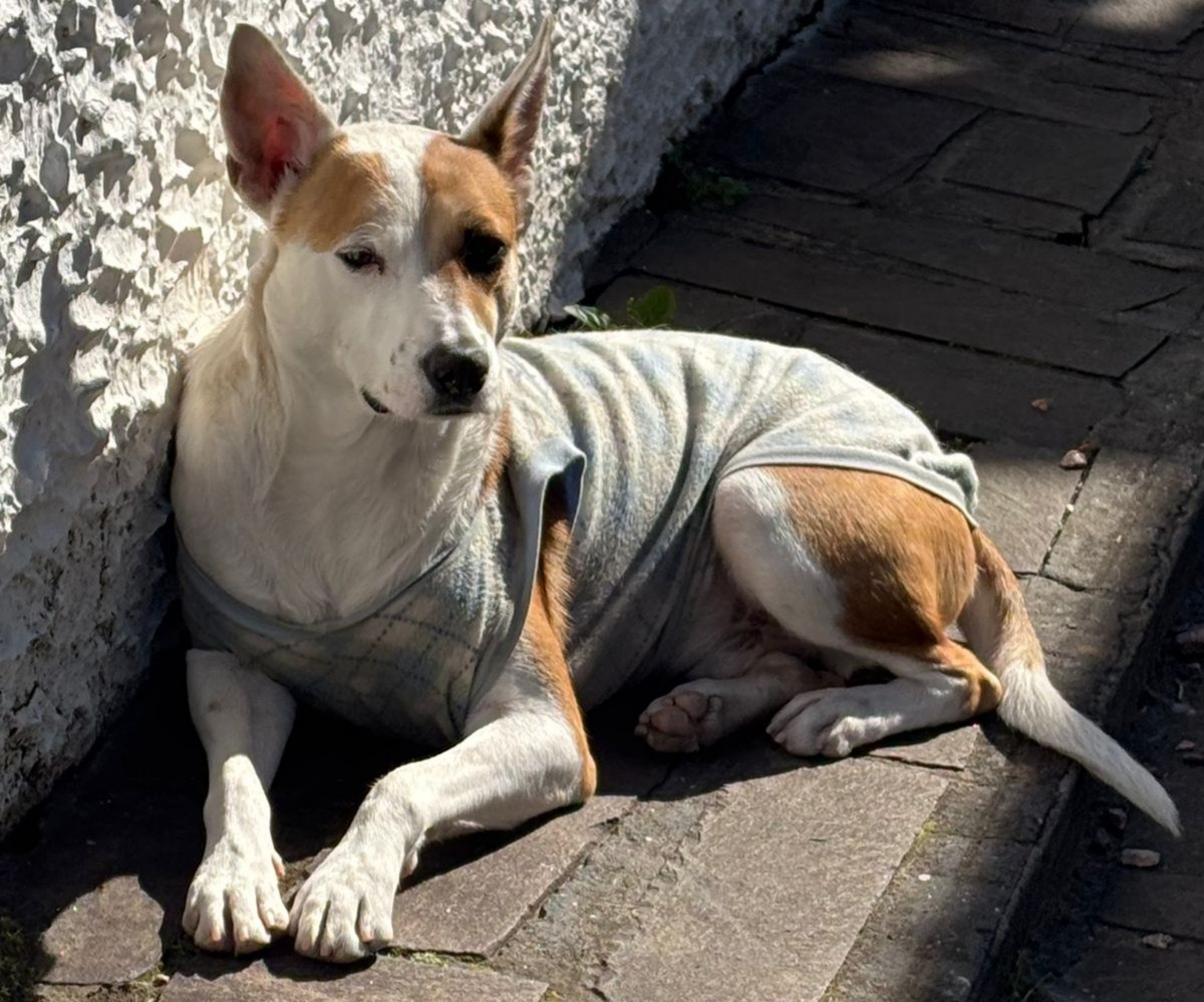 ArraiAu da Sempa terá espaço de adoção de animais do Canil Municipal