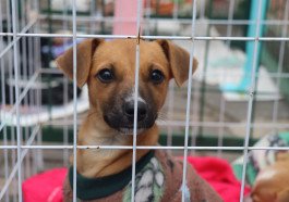 Sempa promove festa junina voltada para a causa animal em São Leopoldo