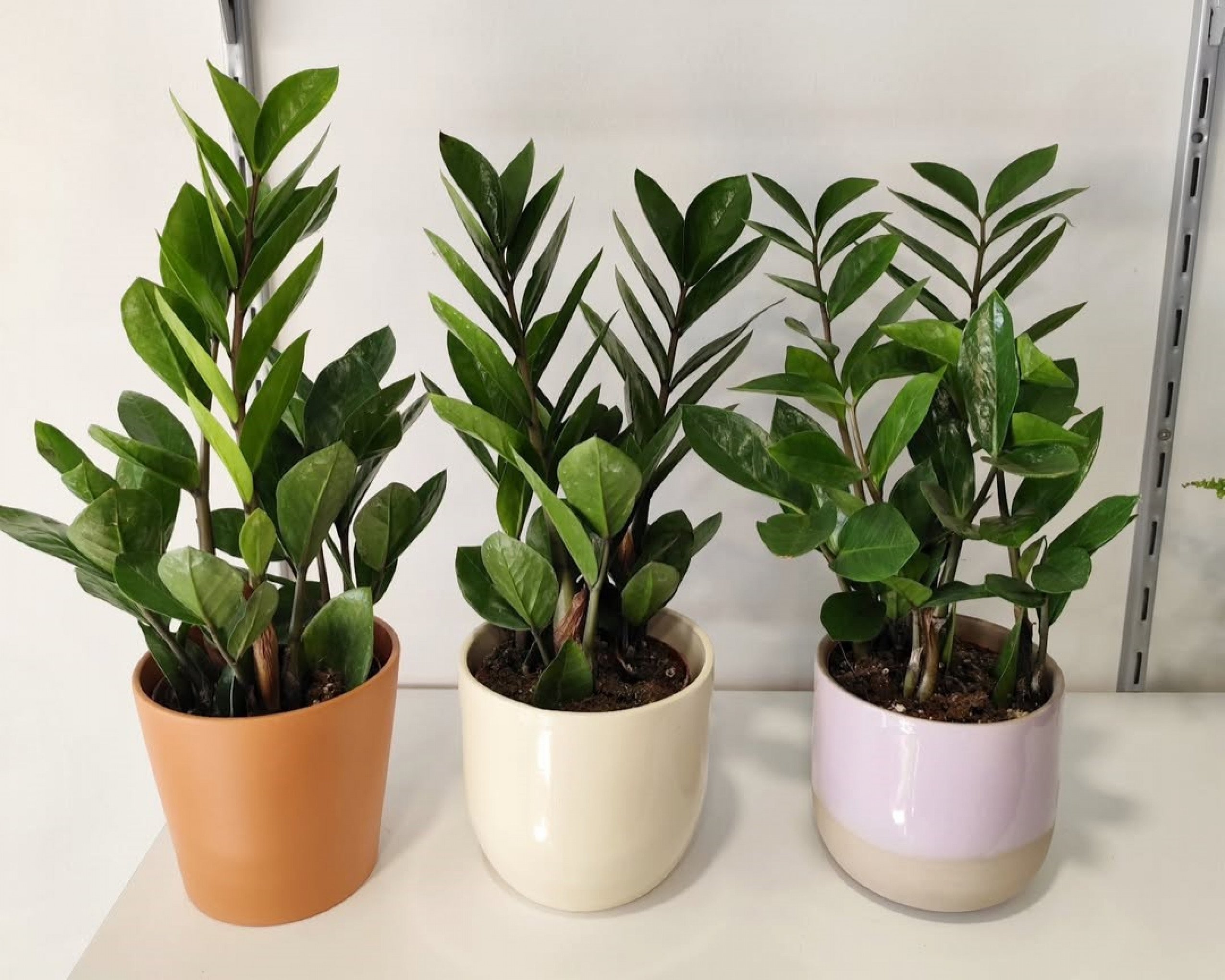 Plantas para banheiro: conheça 8 espécies que se adaptam à umidade e pouca luz