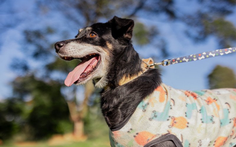 Cachorros resgatados na enchente ainda estão no abrigo Palmira Gobbi | abc+