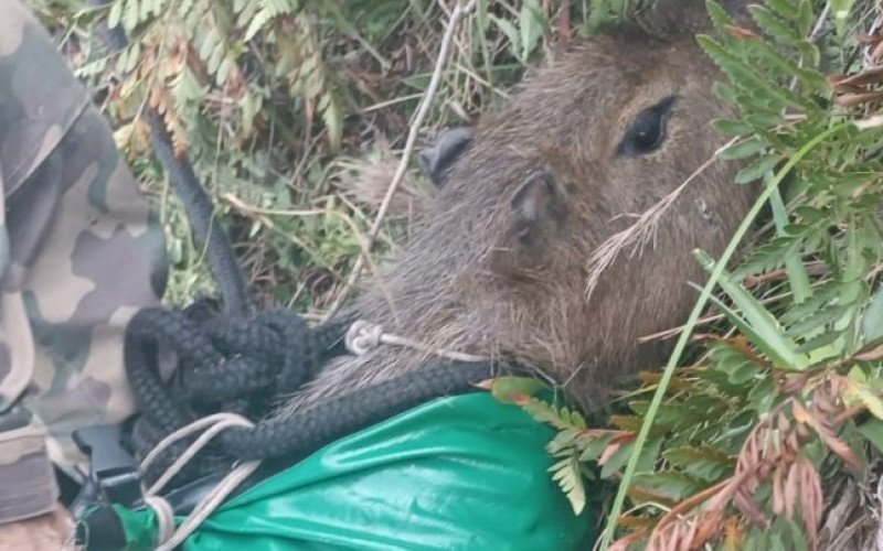 Capivara resgatada em Santa Catarina | abc+