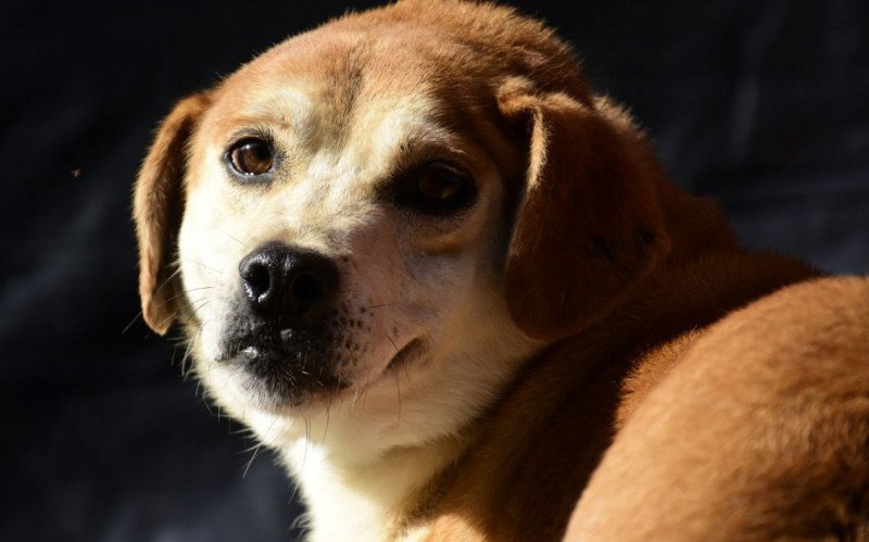 Feira semanal de adoção de pets ocorrerá no estacionamento da Prefeitura Novo Hamburgo | abc+