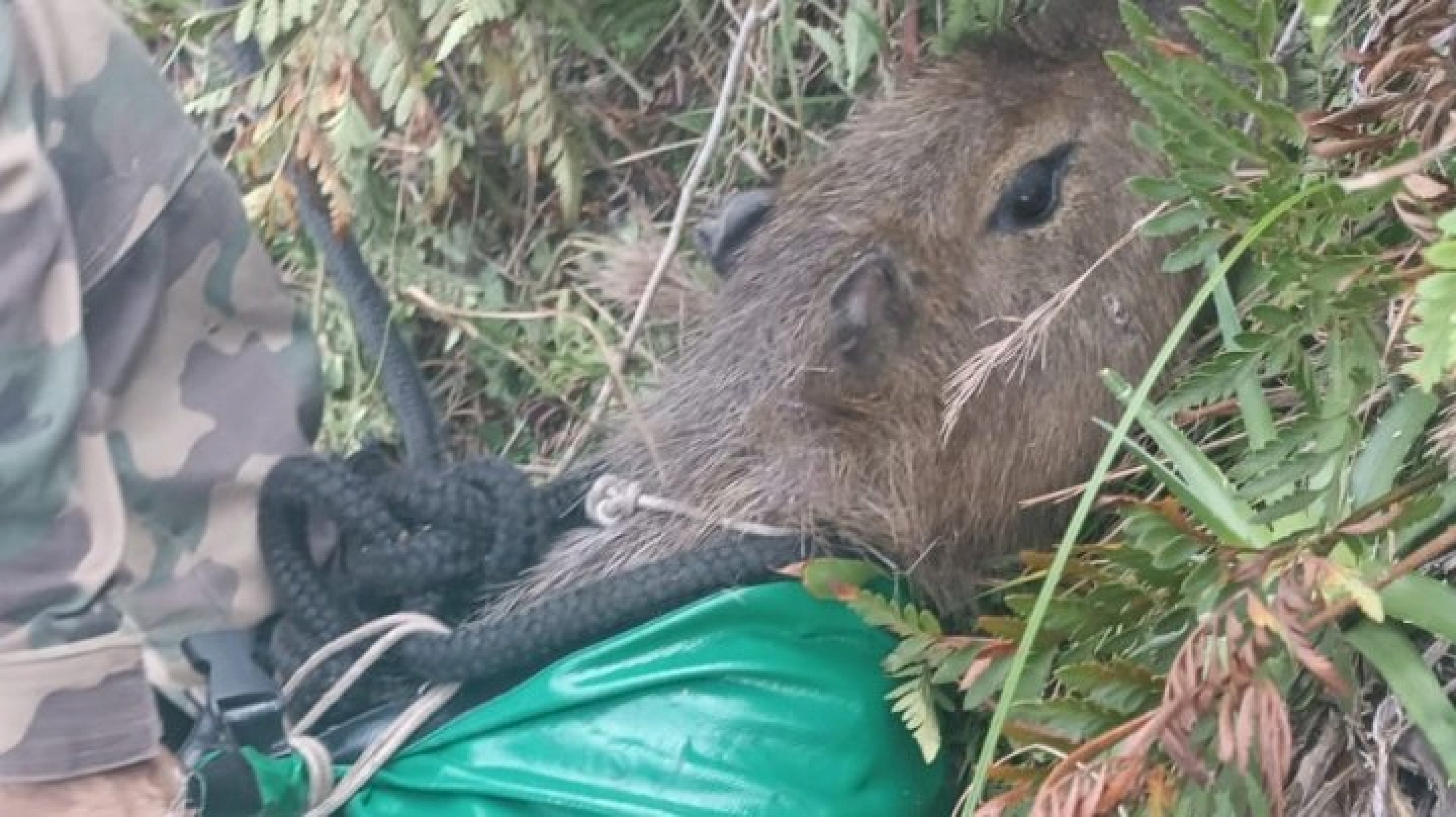 VÍDEO: Capivara com risco de cair de 50 metros de altura em penhasco é resgatada de helicóptero; confira