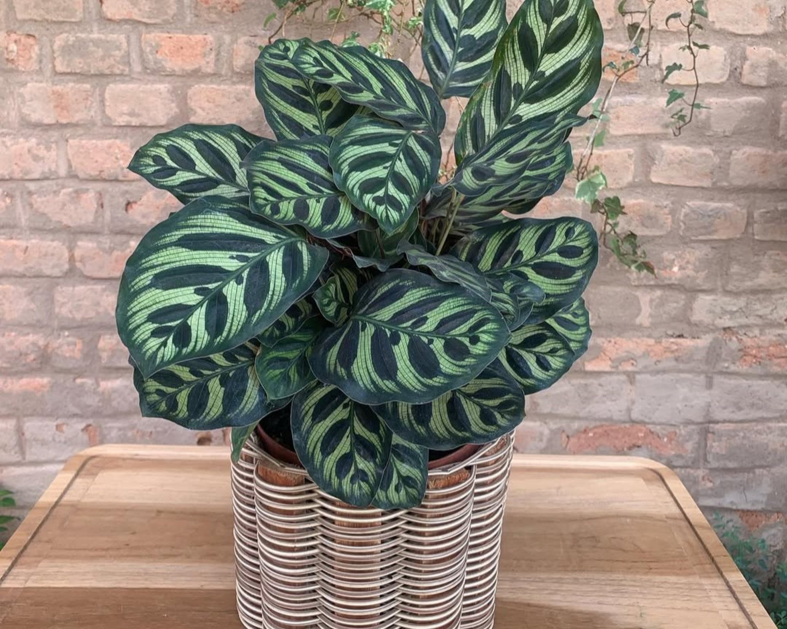 Maranta Pavão  | abc+