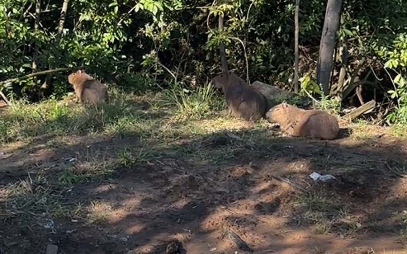 Capivaras são avistadas às margens da BR-116 por morador de Novo Hamburgo | abc+