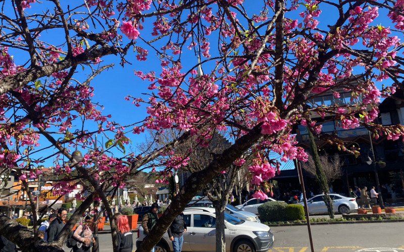 Sol, céu azul e as cerejeiras no Centro de Gramado