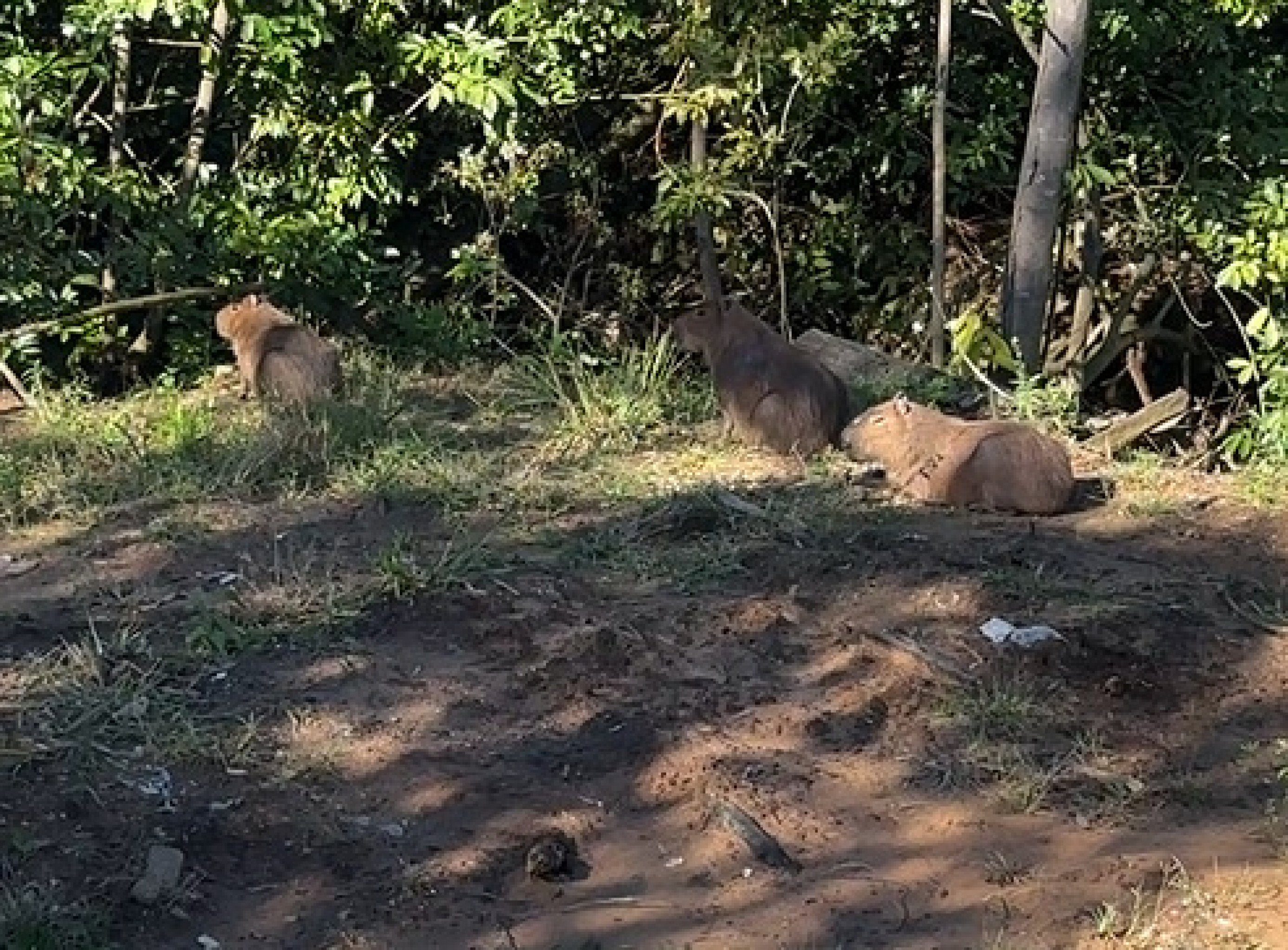 VÍDEO: Capivaras são avistadas às margens da BR-116 por morador de Novo Hamburgo