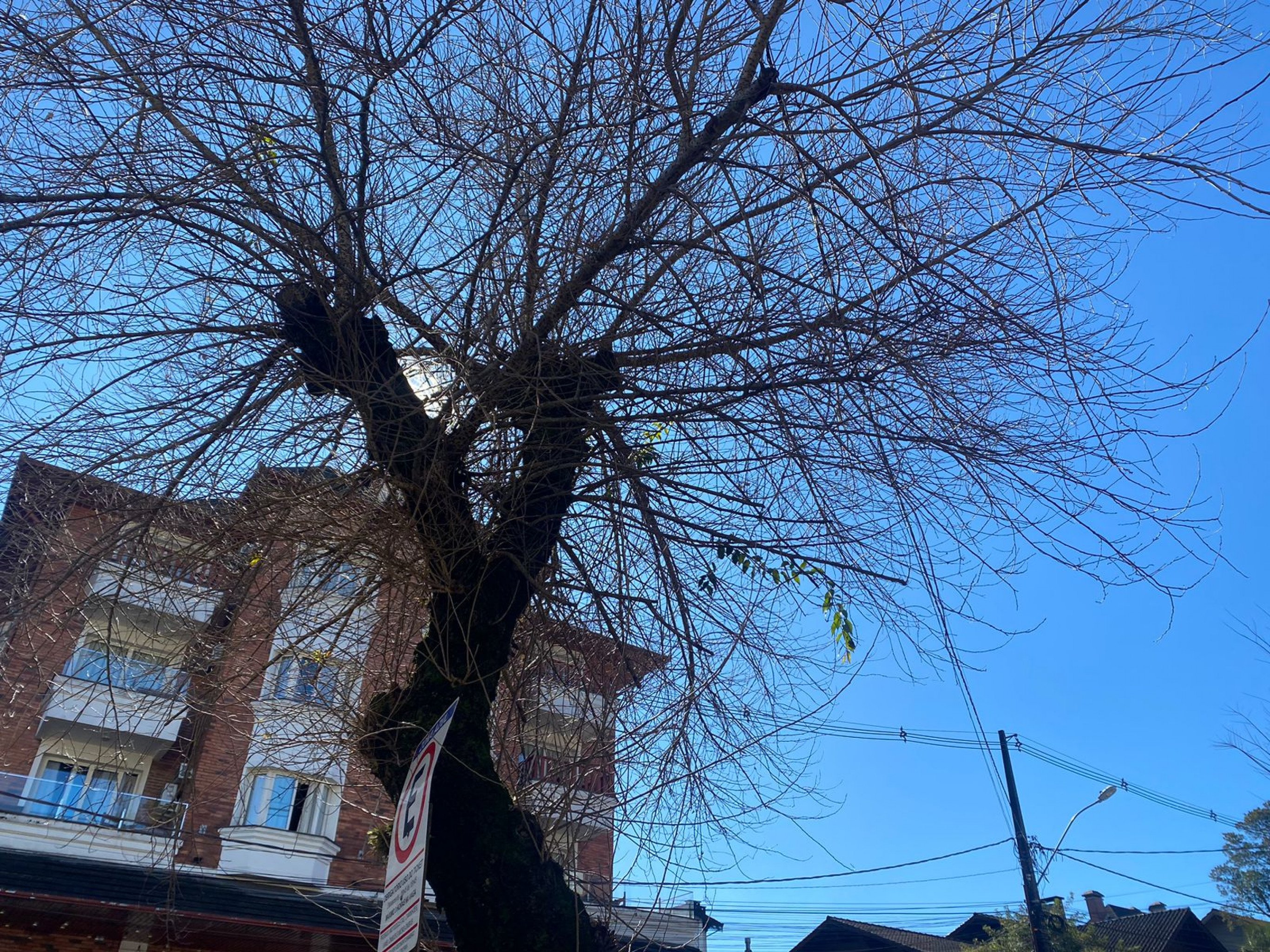 Gramado terá sequência de dias ensolarados; veja como ficam as temperaturas