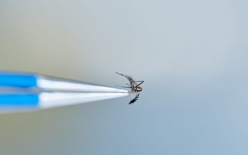 O Brasil agora tem a maior fábrica do mundo de "mosquitos do bem" | abc+