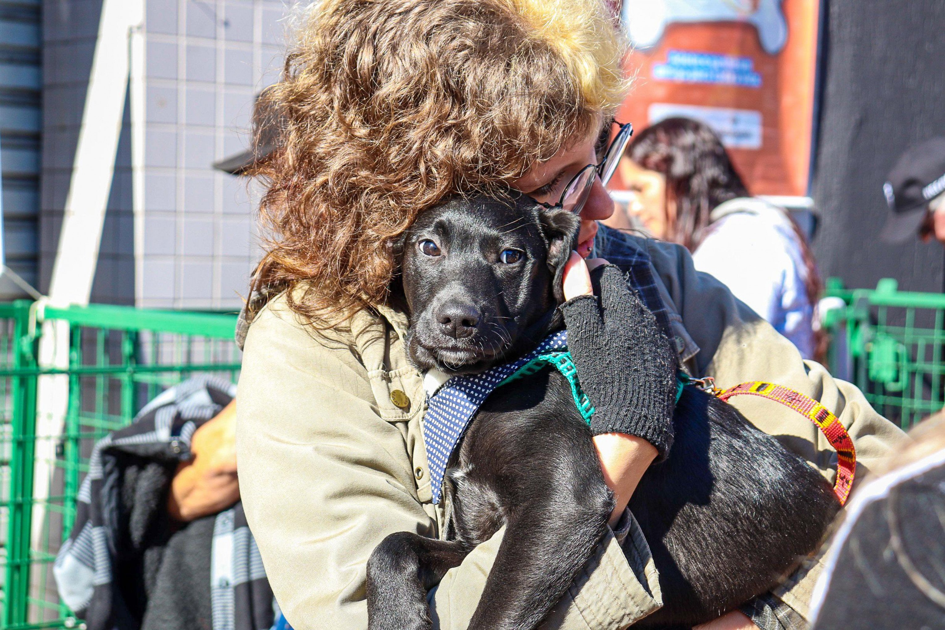 11 animais do Canil e de lares temporários são adotados durante evento na Rua Independência