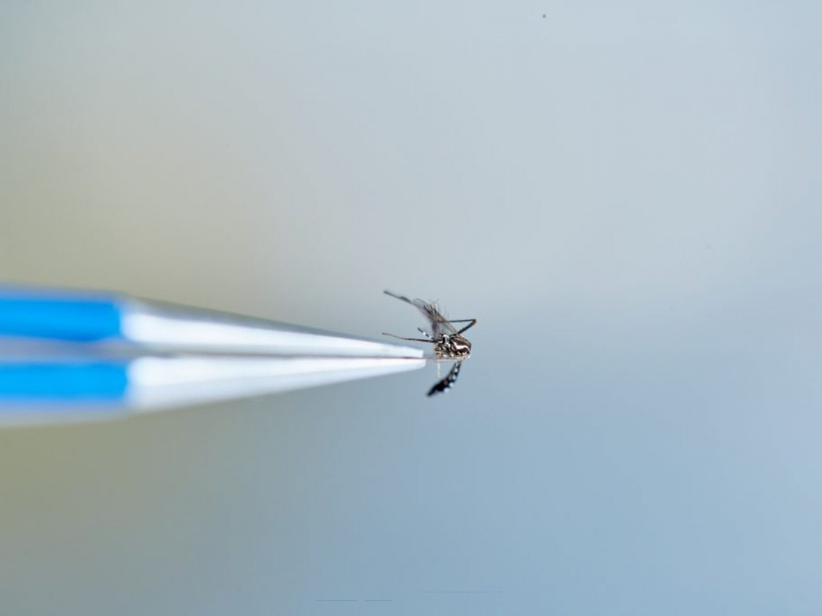 Confirmada segunda morte por dengue no Rio Grande do Sul; saiba o que fazer ao apresentar os sintomas