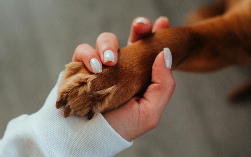  Afinal, os cachorros e os tutores realmente são parecidos? | abc+