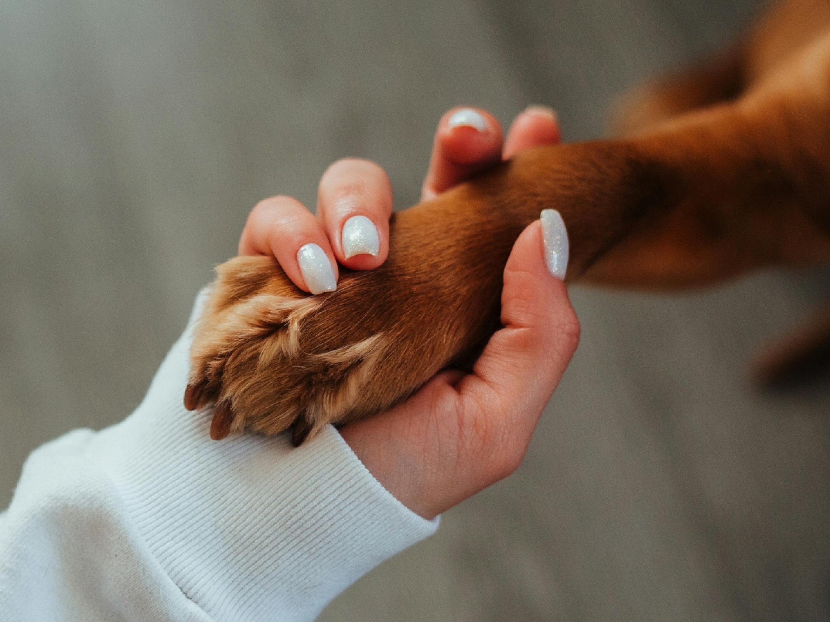 Cachorros e tutores se parecem? Ciência desvenda mistério e resposta é surpreendente