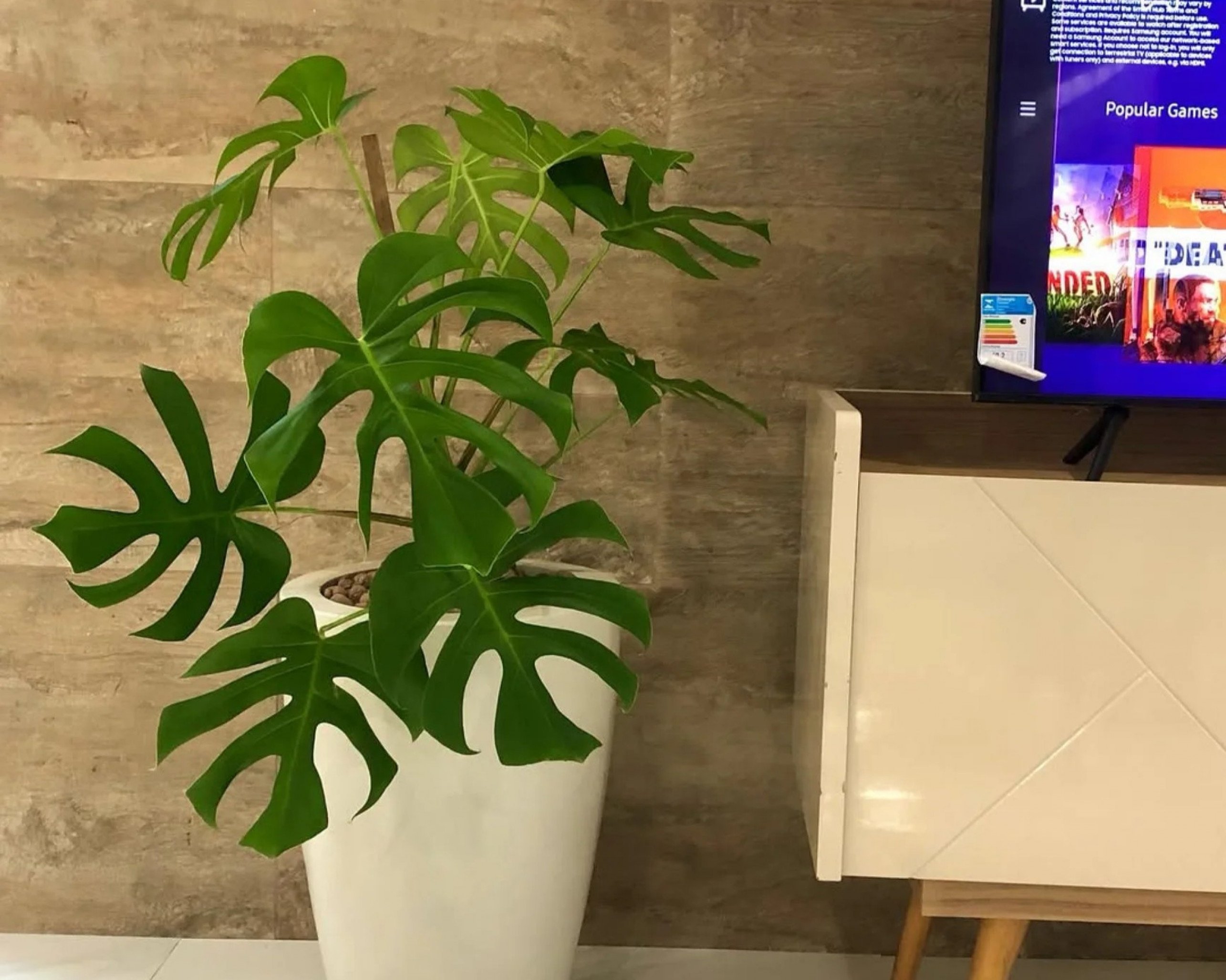 4 plantas naturais para sala, que trazem mais vida, frescor e estilo no décor