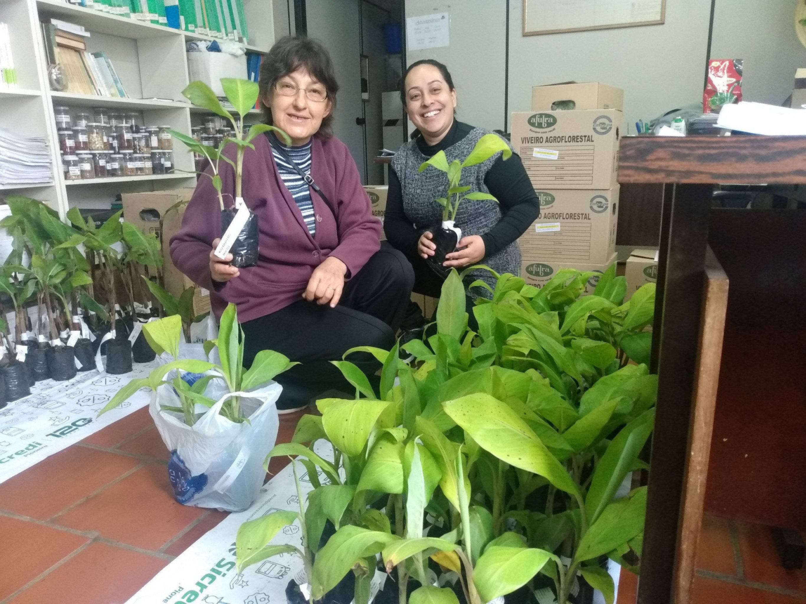 Agricultores de Nova Petrópolis podem encomendar mudas de batata-doce, bananeiras e pastagens; confira