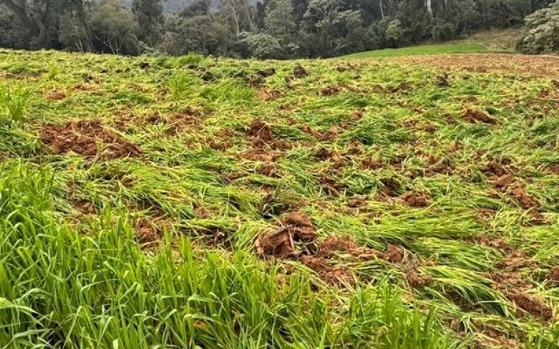 Plantação com 138 mil pés de maconha é descoberta pela polícia em Santa Catarina | abc+