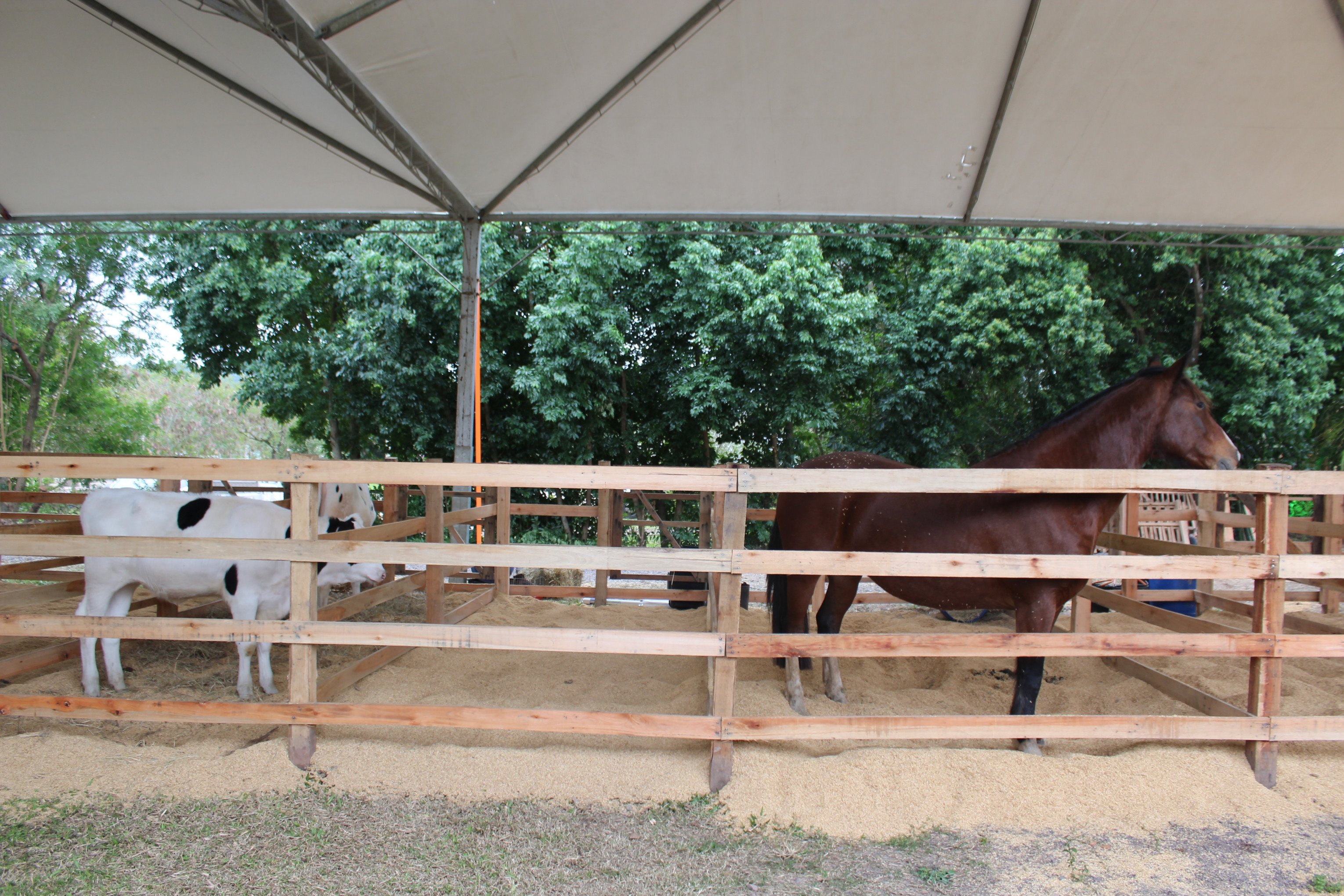 4ª Ruralfest com exposição de mais de 30 animais, shows e feirantes