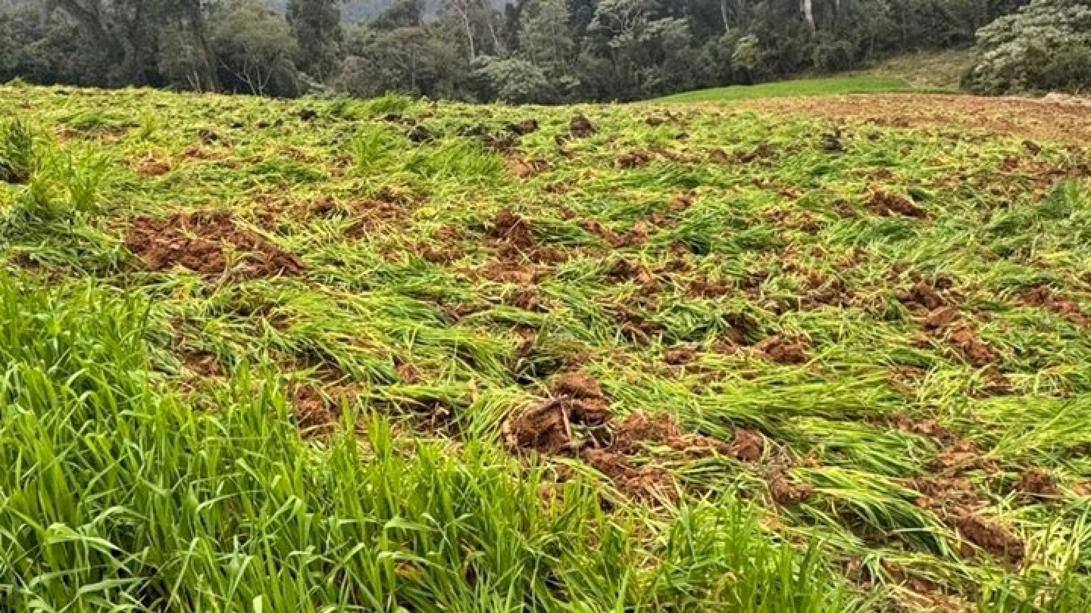 VÍDEO: Plantação com 138 mil pés de maconha é descoberta pela polícia em Santa Catarina