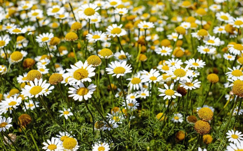 Confira abaixo quais plantas medicinais, além de Camomila, você pode ter em casa | abc+
